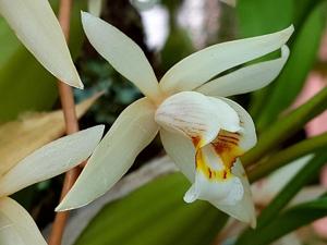 Coelogyne flaccida