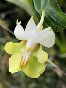 Dendrobium uniflorum