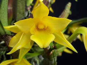 Dendrobium trigonopus