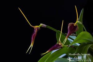 Masdevallia bennettii