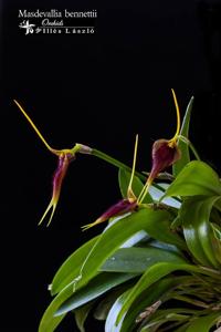 Masdevallia bennettii