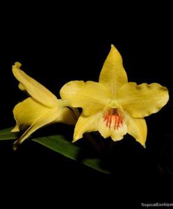 Dendrobium lowii