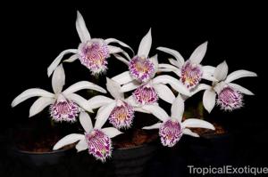 Pleione humilis