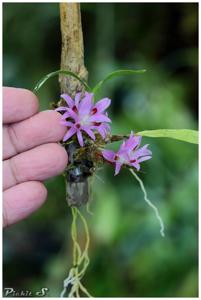 Dendrobium bracteosum