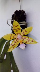 Phalaenopsis fasciata