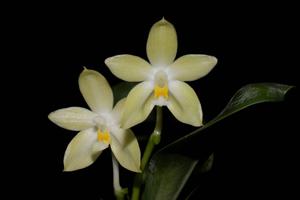 Phalaenopsis pallens