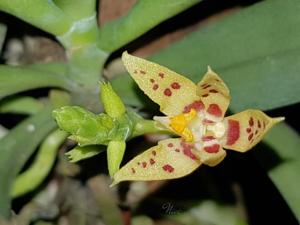 Trachoma sarcochiloides