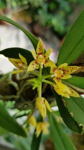 Trachoma sarcochiloides