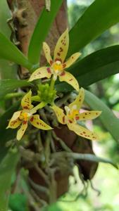 Trachoma sarcochiloides