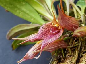 Masdevallia angulata