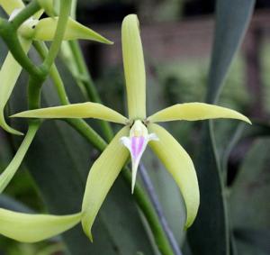 Prosthechea prismatocarpa