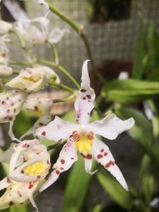 Oncidium cirrhosum