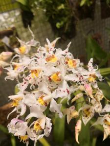 Oncidium cirrhosum