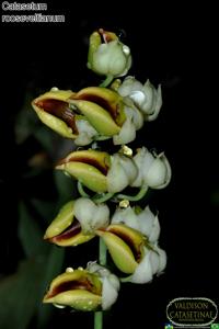 Catasetum rooseveltianum