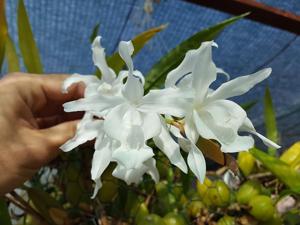 Coelogyne cristata