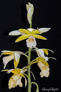 Phaius tankervilleae var. baolocensis