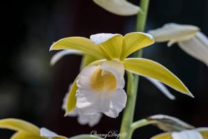 Phaius tankervilleae var. baolocensis