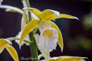 Phaius tankervilleae var. baolocensis