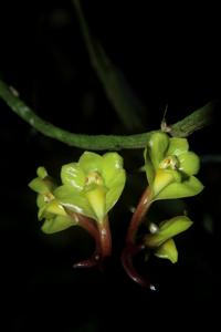 Dendrobium dianiae