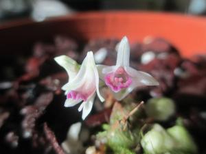 Dendrobium microbulbon