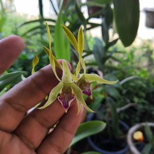 Dendrobium bicaudatum