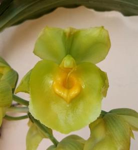 Catasetum expansum