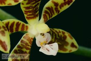 Phalaenopsis viridis