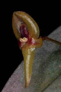 Pleurothallis scurrula