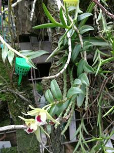 Dendrobium scoriarum