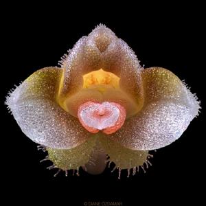 Cystorchis variegata