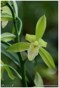 Cymbidium lancifolium