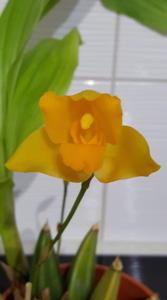 Lycaste cochleata