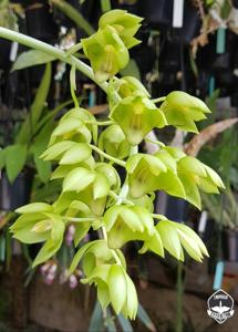 Catasetum socco