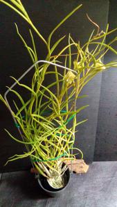 Dendrobium gerlandianum