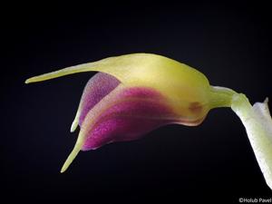 Masdevallia brachyura