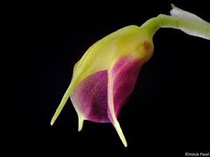 Masdevallia brachyura