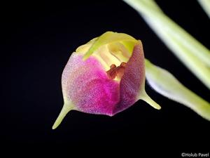 Masdevallia brachyura