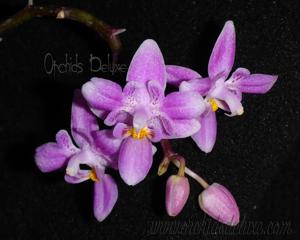 Phalaenopsis equestris