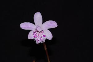 Pleione yunnanensis