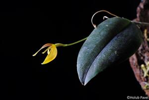 Restrepia nittiorhyncha