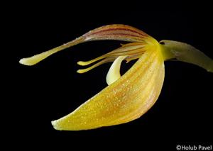 Restrepia nittiorhyncha
