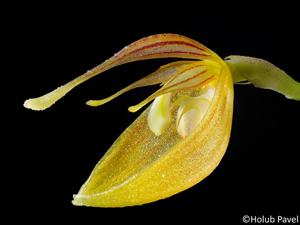 Restrepia nittiorhyncha