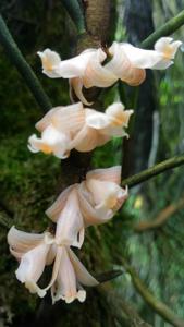 Dendrobium pinifolium