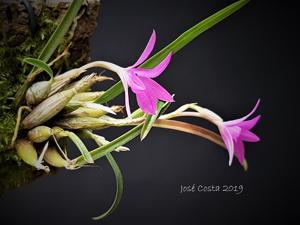 Isabelia violacea
