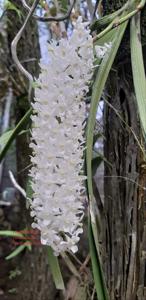 Rhynchostylis retusa