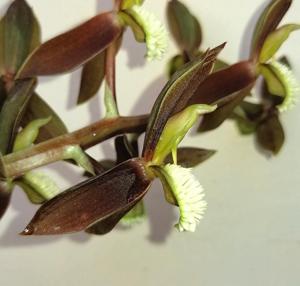 Catasetum tuberculatum