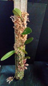 Bulbophyllum weberi