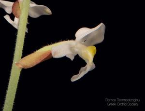 Ludisia discolor