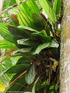 Stanhopea tricornis