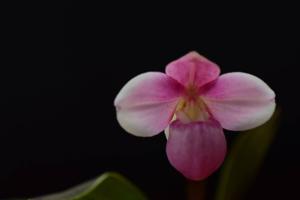 Phragmipedium fischeri